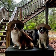 Tate Rhinny is registered to the contest to win money with this photo: dog, bench, straw_hat, outdoor, wooden_stairs, forest, leafy, pet, animal, two_dogs, sitting, nature, rural, wood, portrait, cute, fur, canine, hat, daytime