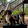 dog, bench, straw_hat, outdoor, wooden_stairs, forest, leafy, pet, animal, two_dogs, sitting, nature, rural, wood, portrait, cute, fur, canine, hat, daytime