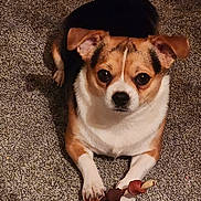 Baby Boy is registered to the contest to win money with this photo: animal, black, bone, brown, carpet, close_up, companion, cute, dog, domestic, ears, friendly, indoor, looking_up, lying_down, paws, pet, small_dog, treat, white