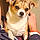 Louie H.