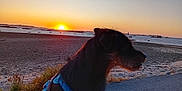 Sheldon a rejoint le concours — aidez-le/la à gagner de superbes lots ! dog, sunset, beach, harness, sea, sky, sand, outdoor, silhouette, nature, calm, evening, water, landscape, animal, shore, peaceful, sun, travel, scenic