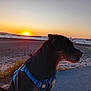 dog, sunset, beach, harness, sea, sky, sand, outdoor, silhouette, nature, calm, evening, water, landscape, animal, shore, peaceful, sun, travel, scenic