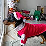 dog, santa_costume, christmas_tree, presents, holiday, indoor, window, tinsel, decorations, floor, carpet, furniture, gift_wrap, festive, pet, brown, black, white, costume, seasonal