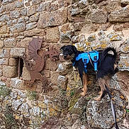 Sheldon a rejoint le concours — aidez-le/la à gagner de superbes lots ! dog, blue_harness, stone_wall, metal_sculpture, dragon, outdoor, leash, pet, curious, animal, rocky_surface, texture, nature, walking, adventure, brown, black, rustic, historic, exploration
