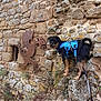 dog, blue_harness, stone_wall, metal_sculpture, dragon, outdoor, leash, pet, curious, animal, rocky_surface, texture, nature, walking, adventure, brown, black, rustic, historic, exploration