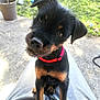 puppy, dog, black_and_tan, collar, pet, outdoor, grass, potted_plant, lap, curious, cute, animal, young_dog, portrait, sitting, canine, looking_up, ears, snout, fur