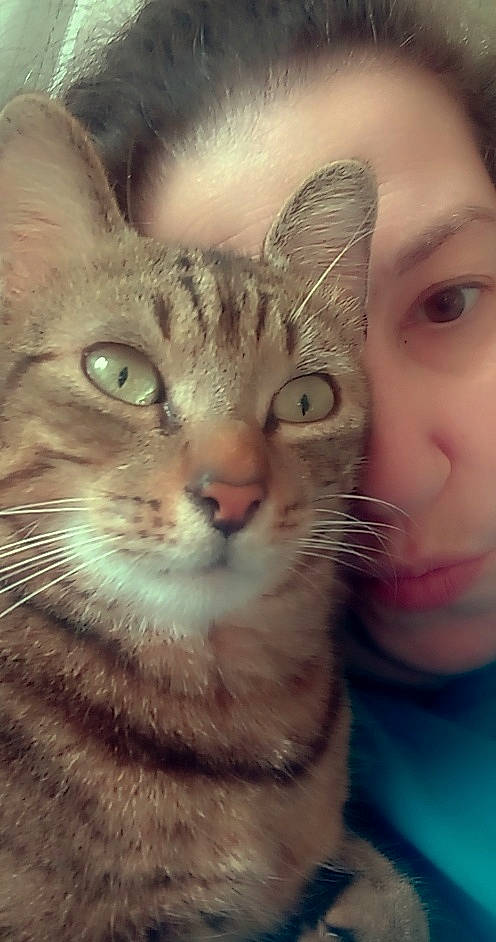 Malibu participe au concours pour gagner de l'argent avec cette photo : beauty, carnivore, cat, cheek, close_up, ear, eye, eyelash, felidae, gesture, hair, head, human_body, iris, jaw, nose, organ, small_to_medium_sized_cats, snout, whiskers