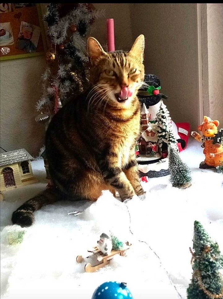 Malibu participe au concours pour gagner de l'argent avec cette photo : carnivore, cat, christmas, christmas_decoration, christmas_eve, christmas_ornament, domestic_short_haired_cat, event, fawn, felidae, fur, holiday, ornament, plant, small_to_medium_sized_cats, snow, tail, whiskers, window, winter