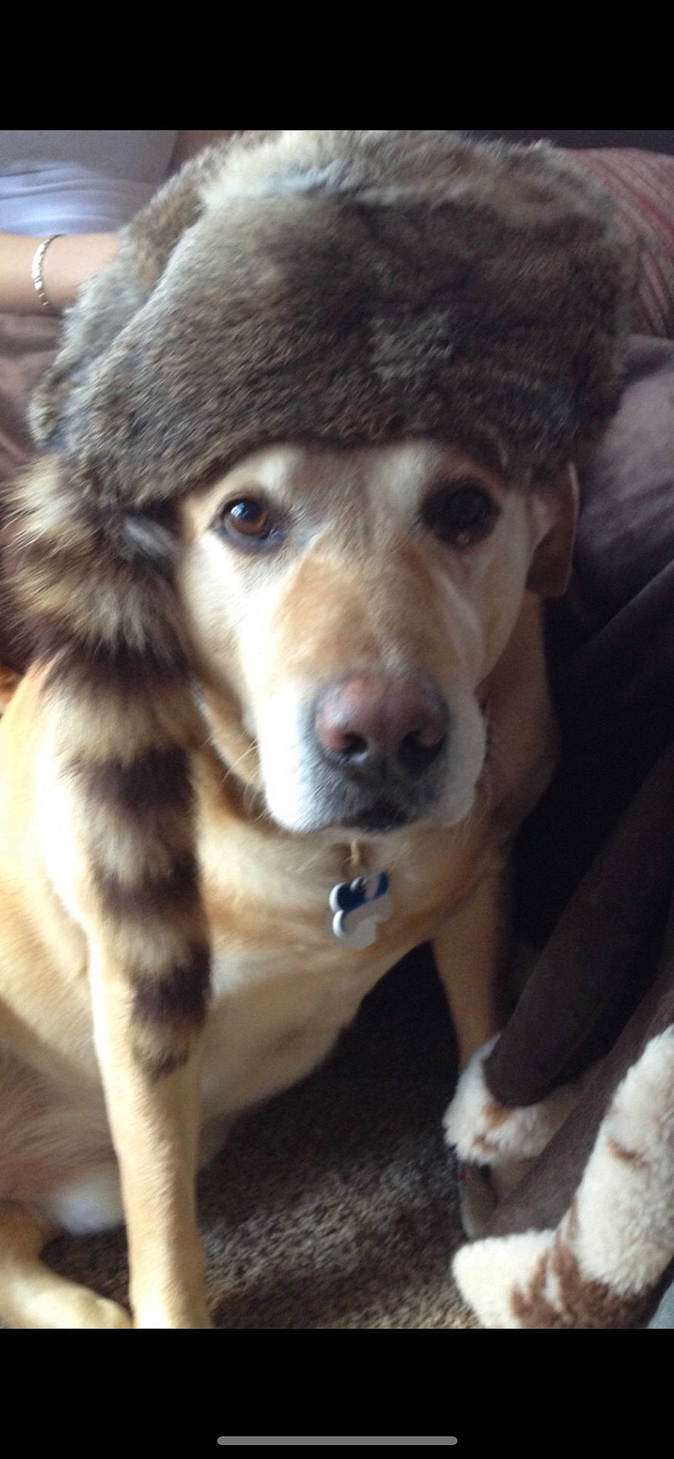 Gonzo joined the competition — help win amazing prizes! canidae, carnivore, close_up, companion_dog, dog, dog_breed, fawn, fur, fur_clothing, jaw, non_sporting_group, paw, siberian_husky, snout, sporting_group, terrestrial_animal, whiskers, wildlife, working_animal, working_dog