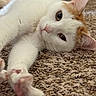 Honey is registered to the contest to win money with this photo: cat, white_cat, orange_spots, pet, animal, feline, carpet, stretching, indoor, close_up, paw, fur, relaxed, cute, whiskers, pink_paw_pads, lying_down, curious, soft_texture, domestic_animal