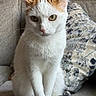 Honey joined the competition — help win amazing prizes! cat, white_cat, orange_spots, sitting, couch, pillow, indoor, pet, animal, fur, whiskers, ears, eyes, portrait, domestic_cat, feline, home, relaxed, closeup, cute