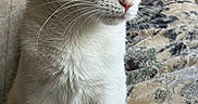 Honey joined the competition — help win amazing prizes! cat, white_cat, orange_cat, pet, animal, feline, close_up, portrait, indoor, soft_lighting, whiskers, fur, eyes, sitting, patterned_fabric, cozy, calm, domestic_animal, cute, furry