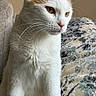 cat, white_cat, orange_cat, pet, animal, feline, close_up, portrait, indoor, soft_lighting, whiskers, fur, eyes, sitting, patterned_fabric, cozy, calm, domestic_animal, cute, furry