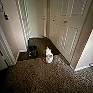 Honey joined the competition — help win amazing prizes! cat, indoor, carpet, hallway, door, scale, floor, pet, animal, white, orange, curious, looking_up, home, furniture, door_handle, cozy, light, shadow, quiet
