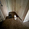 cat, indoor, carpet, hallway, door, scale, floor, pet, animal, white, orange, curious, looking_up, home, furniture, door_handle, cozy, light, shadow, quiet