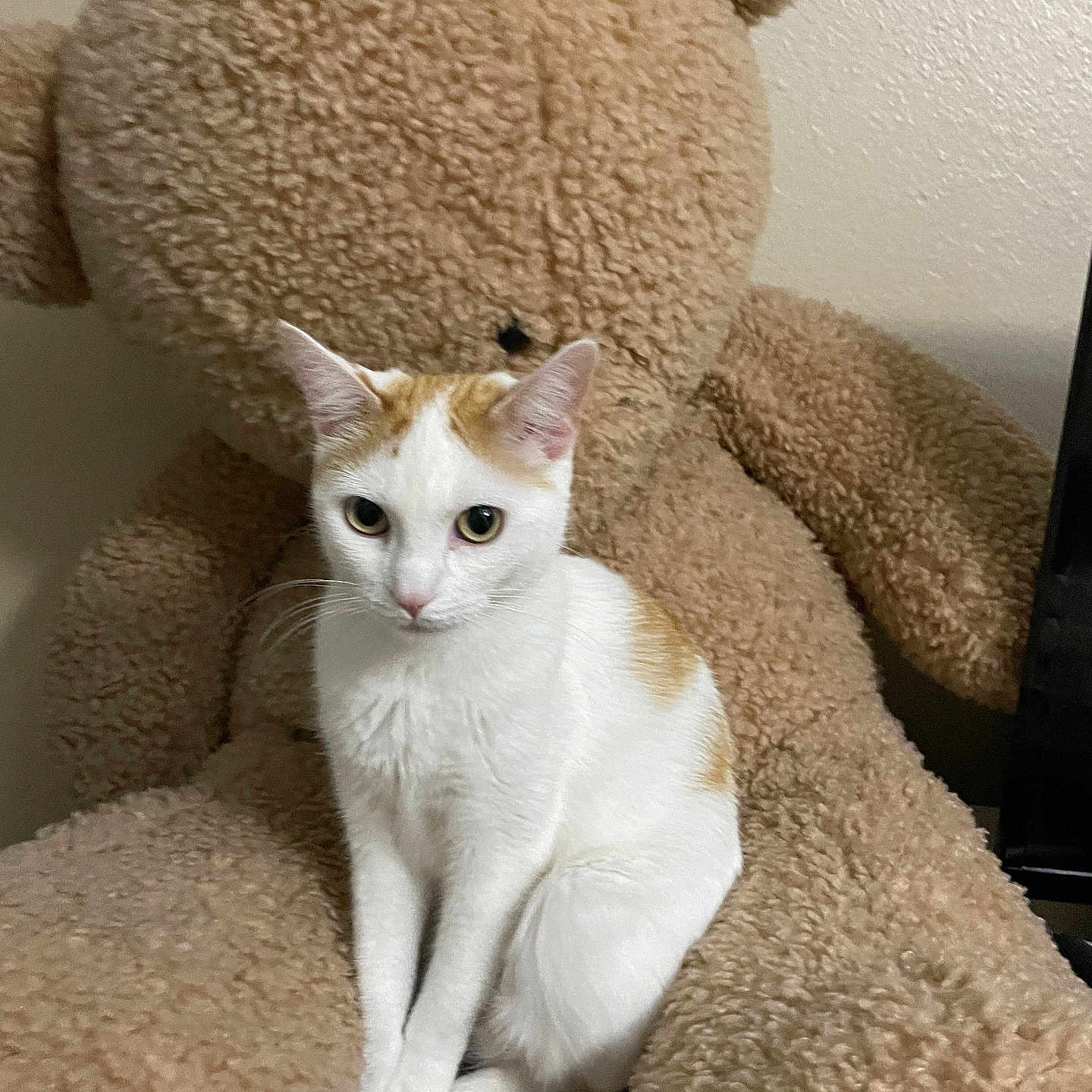 Honey joined the competition — help win amazing prizes! cat, teddy_bear, stuffed_animal, white_cat, orange_cat, indoor, feline, pet, cute, soft_texture, plush, animal, sitting, close_up, domestic_cat, fur, adorable, resting, companion, cozy