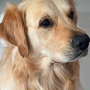Pastis a rejoint le concours — aidez-le/la à gagner de superbes lots ! animal, canine, close_up, companion, dog, domestic_animal, ears, expression, face, friendly, fur, golden_retriever, indoor, looking_away, mammal, nose, pet, portrait, soft_light, whiskers