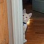 Mr. Pickles is registered to the contest to win money with this photo: animal, cat, collar, curious, cute, domestic, door_frame, ears, feline, flooring, home, indoor, light, paws, peeking, pet, playful, shadow, whiskers, wooden_floor