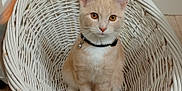 Mr. Pickles is registered to the contest to win money with this photo: animal, basket, bell, cat, collar, cream, curious, cute, ears, eyes, feline, floor, indoor, kitten, pet, sitting, whiskers, white, wicker, young