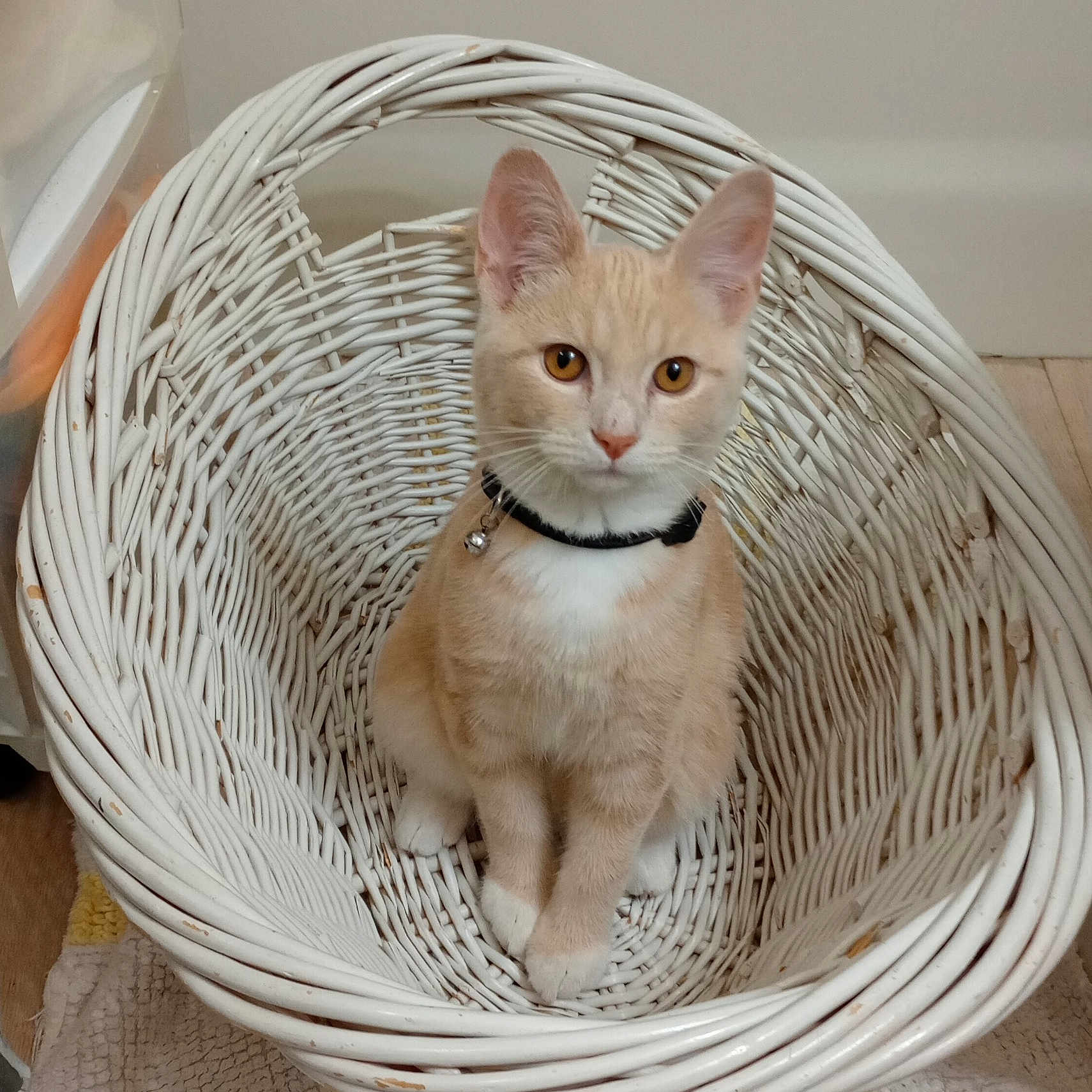 Mr. Pickles is registered to the contest to win money with this photo: animal, basket, bell, cat, collar, cream, curious, cute, ears, eyes, feline, floor, indoor, kitten, pet, sitting, whiskers, white, wicker, young