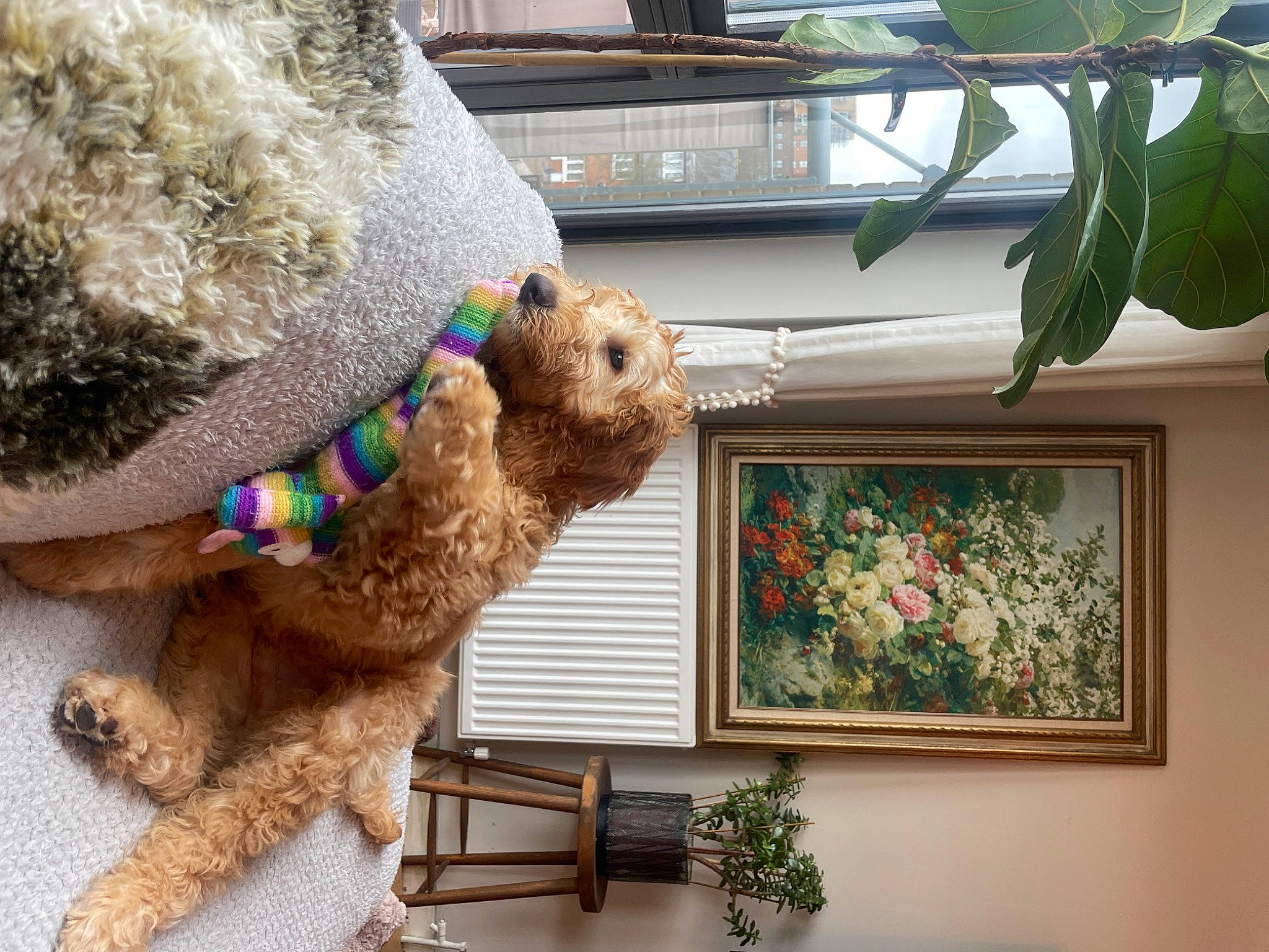 Charles is registered to the contest to win money with this photo: carnivore, companion_dog, dog, dog_breed, dog_supply, fawn, fur, glasses, pet_supply, picture_frame, plant, poodle, shelf, sporting_group, stuffed_toy, sunglasses, toy, toy_dog, water_dog, window