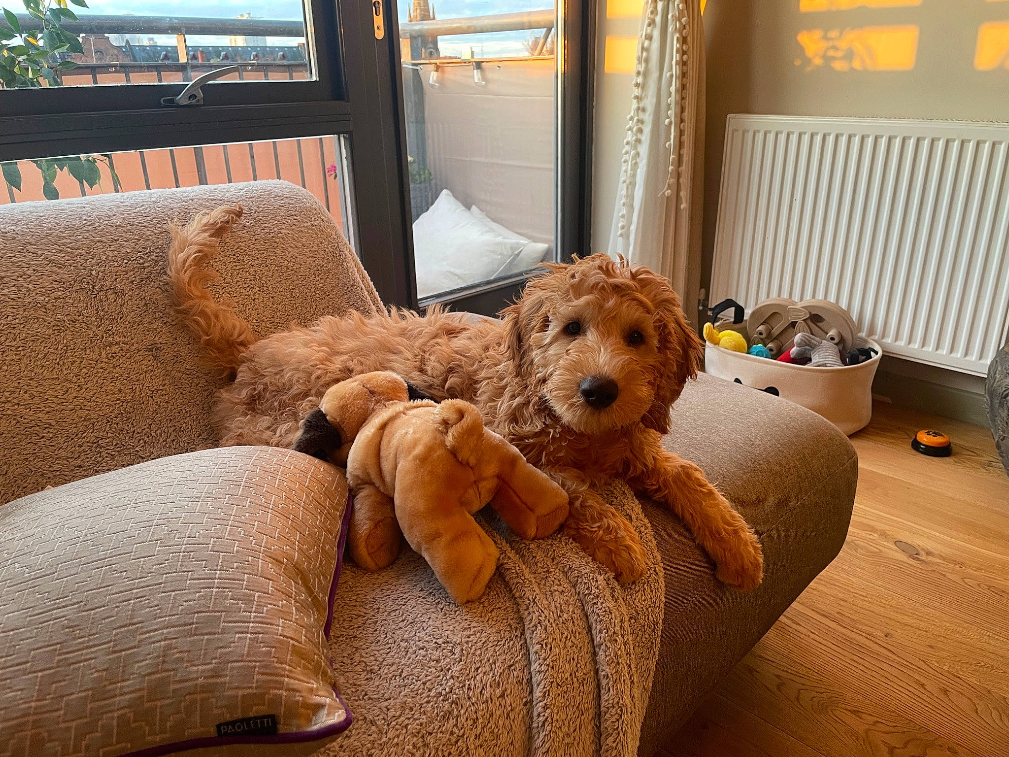 Charles joined the competition — help win amazing prizes! canidae, carnivore, chair, comfort, companion_dog, couch, dog, dog_breed, dog_supply, fawn, floor, flooring, living_room, pillow, room, sporting_group, studio_couch, throw_pillow, toy_dog, wood