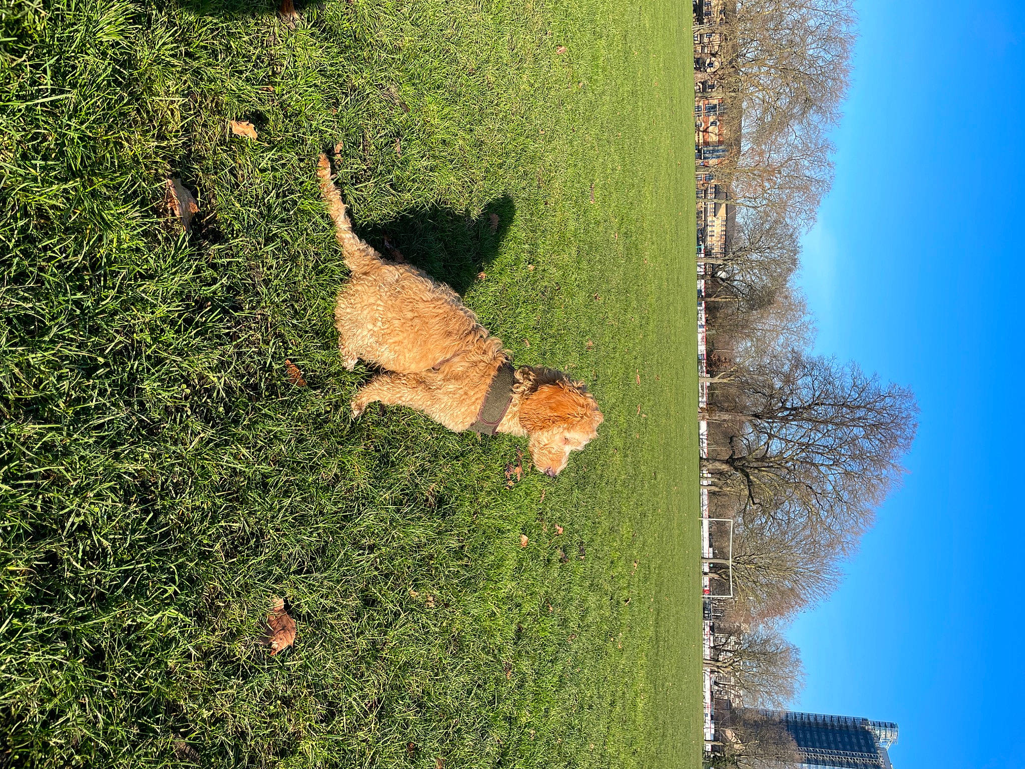 Charles joined the competition — help win amazing prizes! biome, branch, carnivore, dog, dog_breed, fawn, felidae, grass, groundcover, landscape, nature, plant, shrub, sky, tints_and_shades, tree, trunk, vegetation, wood, woody_plant