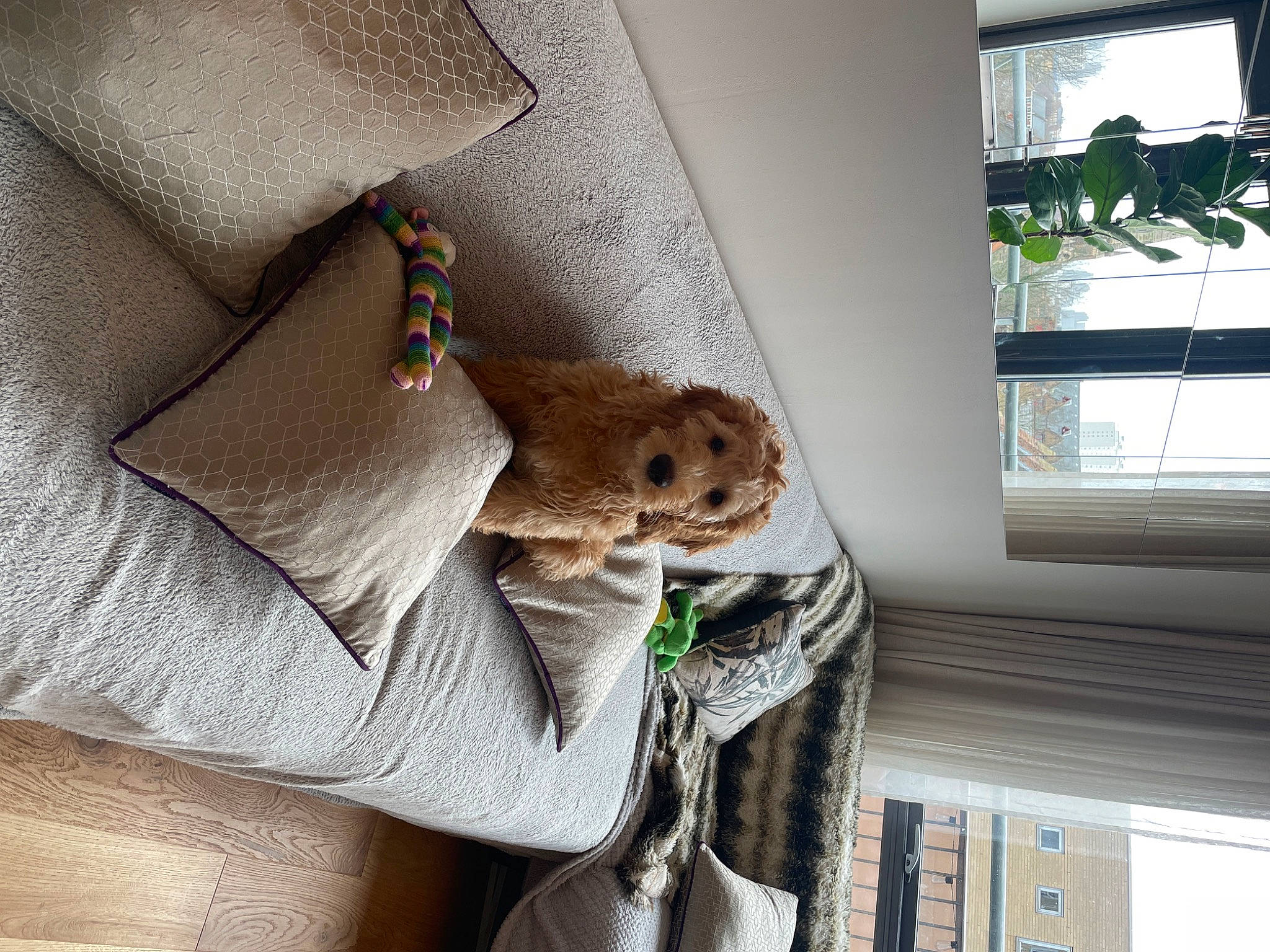 Charles is registered to the contest to win money with this photo: art, building, ceiling, comfort, couch, fawn, felidae, floor, flooring, fur, grey, house, interior_design, linens, plant, room, stuffed_toy, toy, window, wood
