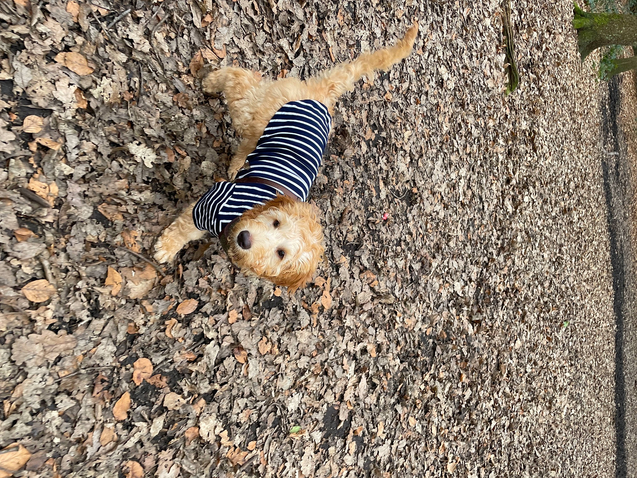 Charles is registered to the contest to win money with this photo: asphalt, bedrock, caterpillar, concrete, fawn, grass, insect, landscape, pattern, pest, road_surface, rock, sand, shadow, snout, soil, tail, terrestrial_animal, wildlife, wood