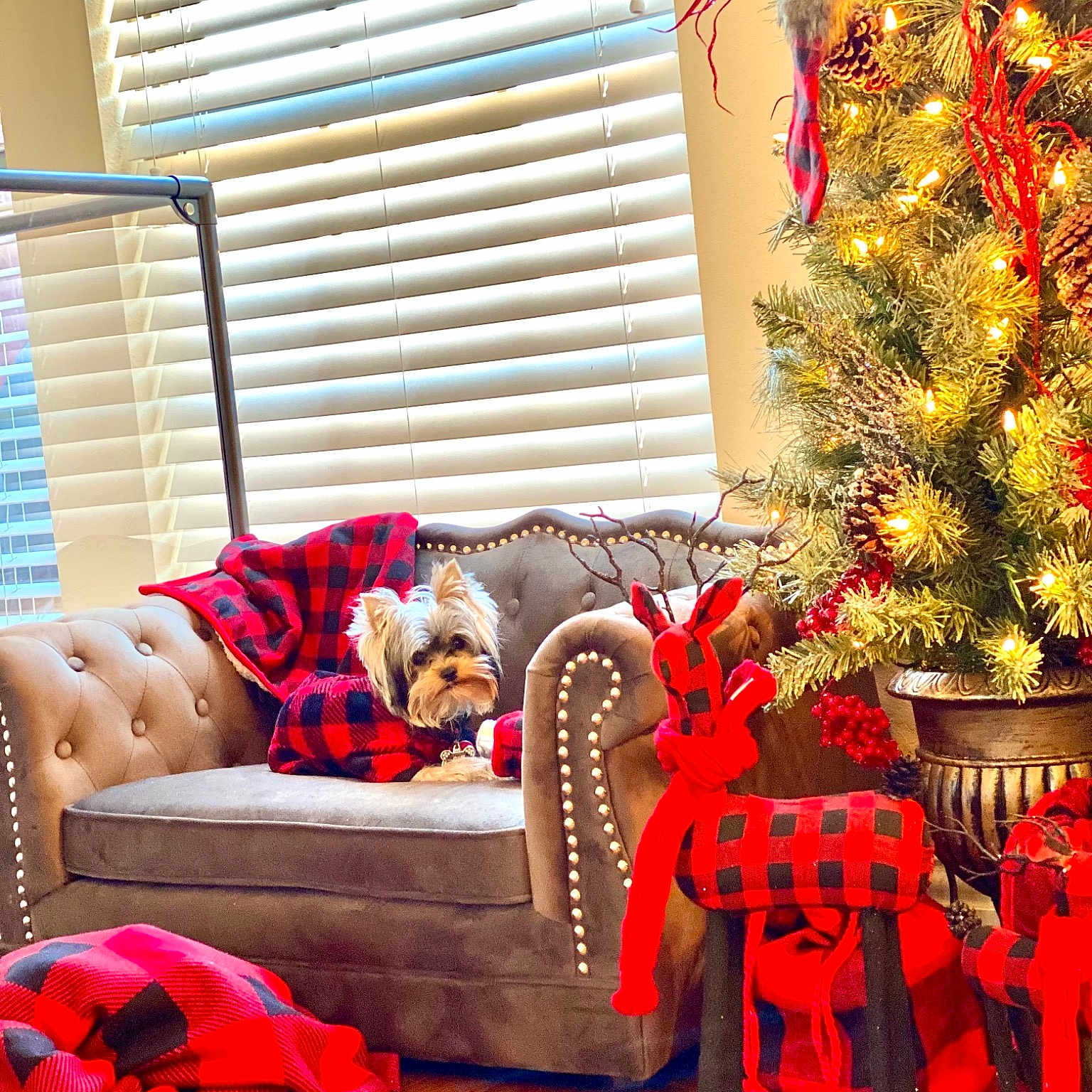 Sir joined the competition — help win amazing prizes! christmas, christmas_decoration, christmas_eve, christmas_ornament, christmas_tree, couch, decoration, holiday, holiday_ornament, home, interior_design, living_room, ornament, red, room, window_blind, window_covering, window_treatment, wood_flooring