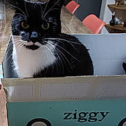 Alba participe au concours pour gagner de l'argent avec cette photo : cat, black_and_white_cat, cardboard_box, box, table, kitchen, indoor, whiskers, feline, pet, domestic_animal, chair, furniture, background, eyes, face, living_space, home, cute, animal