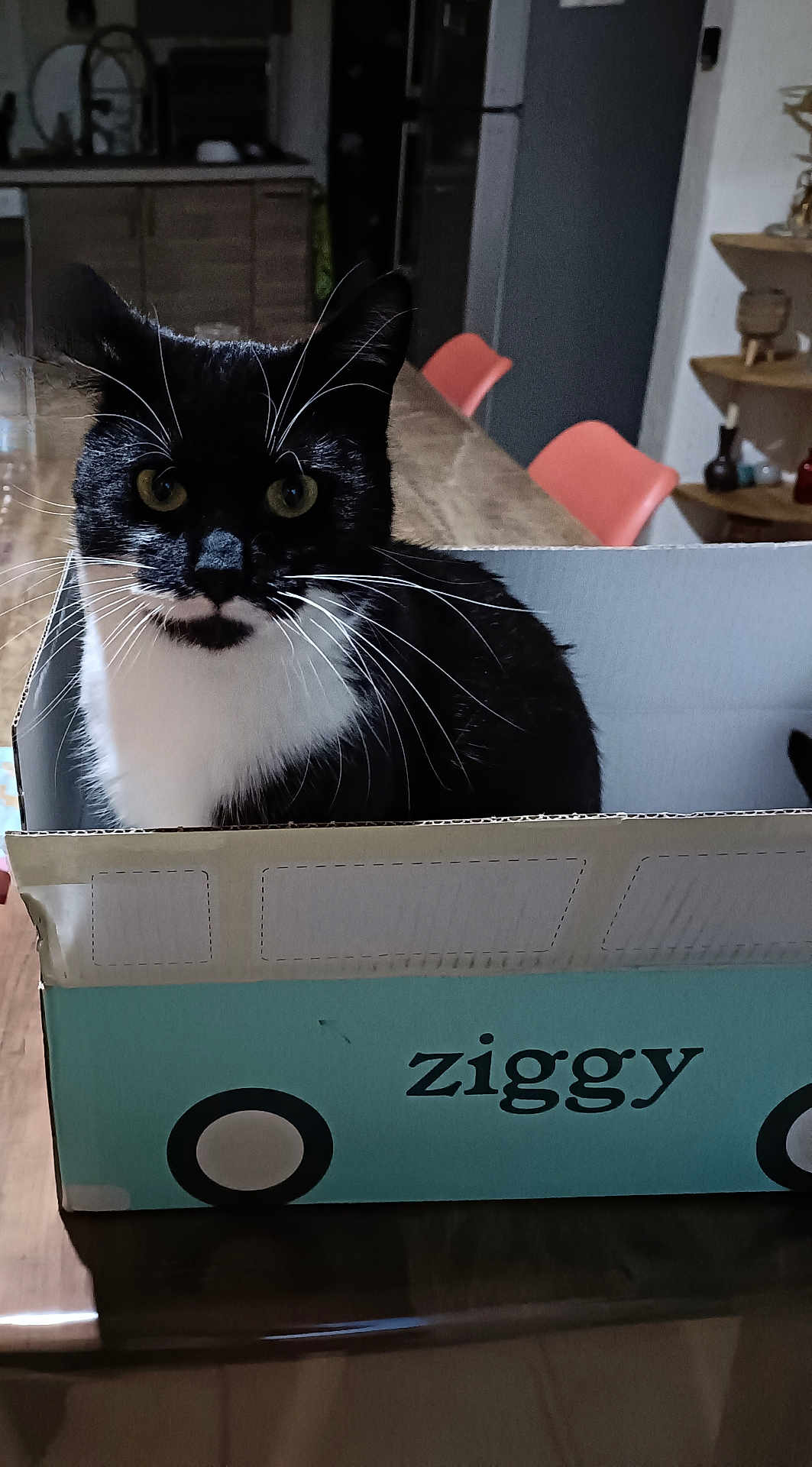 Alba participe au concours pour gagner de l'argent avec cette photo : cat, black_and_white_cat, cardboard_box, box, table, kitchen, indoor, whiskers, feline, pet, domestic_animal, chair, furniture, background, eyes, face, living_space, home, cute, animal