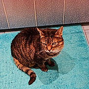 Désiré participe au concours pour gagner de l'argent avec cette photo : animal, bath_mat, bathroom, brown, cat, domestic, ears, floor, fur, household, indoor, mat, pet, sitting, striped, tabby_cat, tail, tile_floor, tile_wall, whiskers
