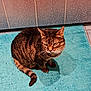 animal, bath_mat, bathroom, brown, cat, domestic, ears, floor, fur, household, indoor, mat, pet, sitting, striped, tabby_cat, tail, tile_floor, tile_wall, whiskers