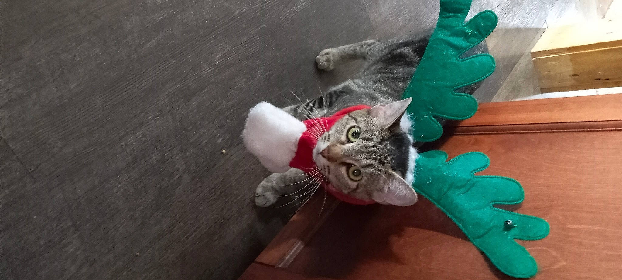 Savannah is registered to the contest to win money with this photo: carnivore, cat, claw, comfort, domestic_short_haired_cat, felidae, flooring, foot, fur, grey, human_leg, paw, small_to_medium_sized_cats, snout, tail, whiskers, wood