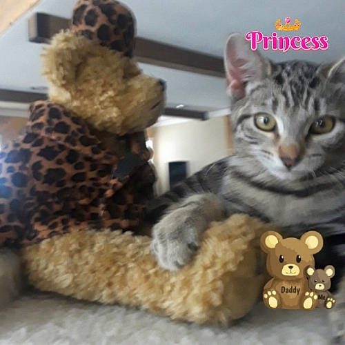 Savannah joined the competition — help win amazing prizes! carnivore, cat, domestic_short_haired_cat, fawn, felidae, fur, mammal, pattern, paw, plush, shelf, small_to_medium_sized_cats, snout, stuffed_toy, teddy_bear, terrestrial_animal, toy, vertebrate, whiskers, wool