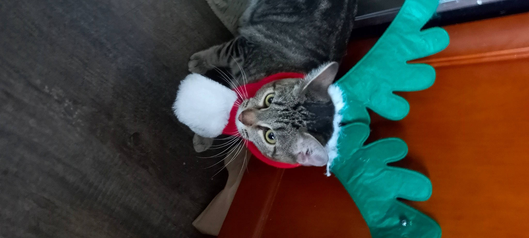 Savannah joined the competition — help win amazing prizes! carmine, carnivore, cat, claw, comfort, domestic_short_haired_cat, electric_blue, felidae, foot, fur, grey, human_leg, paw, small_to_medium_sized_cats, tail, whiskers, wing