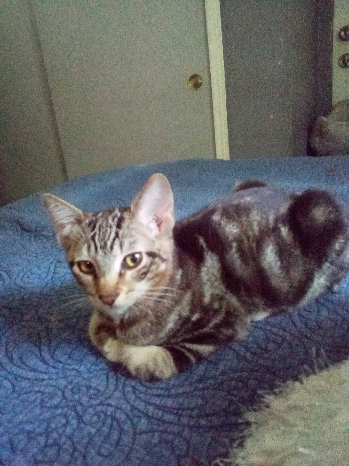 Boinga joined the competition — help win amazing prizes! abyssinian, animal, bed, bedroom, blanket, cat, egyptiancat, furniture, indoors, kitten, manx, pet, room