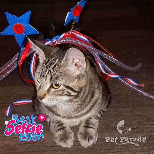 Savanna is registered to the contest to win money with this photo: carnivore, cat, domestic_short_haired_cat, event, fashion_accessory, felidae, font, fur, paw, photo_caption, small_to_medium_sized_cats, whiskers