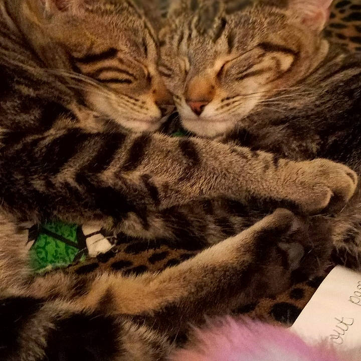 Savanna is registered to the contest to win money with this photo: carnivore, cat, claw, close_up, domestic_short_haired_cat, fawn, felidae, fur, mountain, nap, pattern, paw, sleep, small_to_medium_sized_cats, snout, tail, terrestrial_animal, whiskers, wildlife, wood