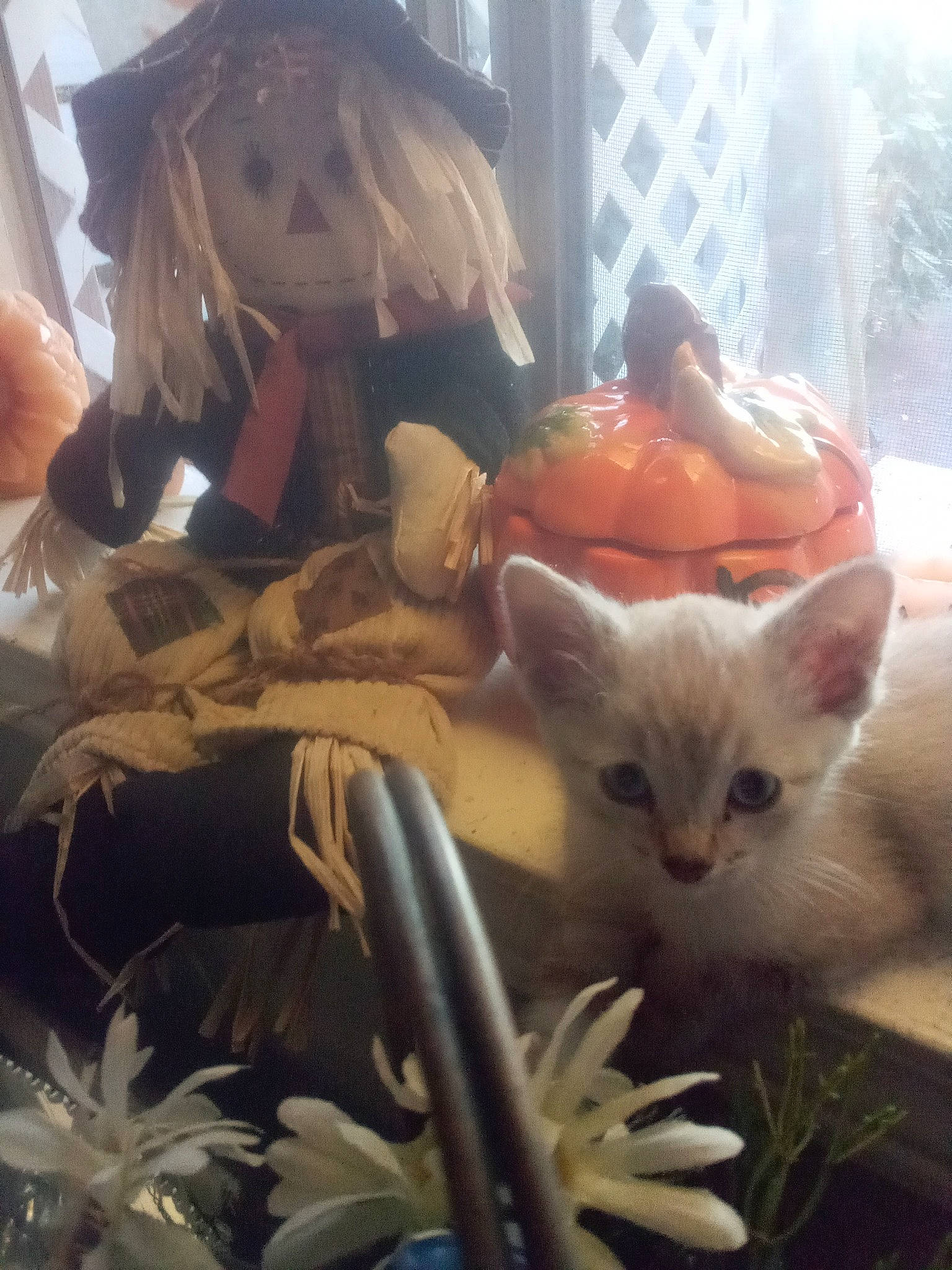 Shakara joined the competition — help win amazing prizes! carnivore, cat, fawn, felidae, flower, flowering_plant, fur, grass, petal, plant, plastic, small_to_medium_sized_cats, tail, toy, whiskers