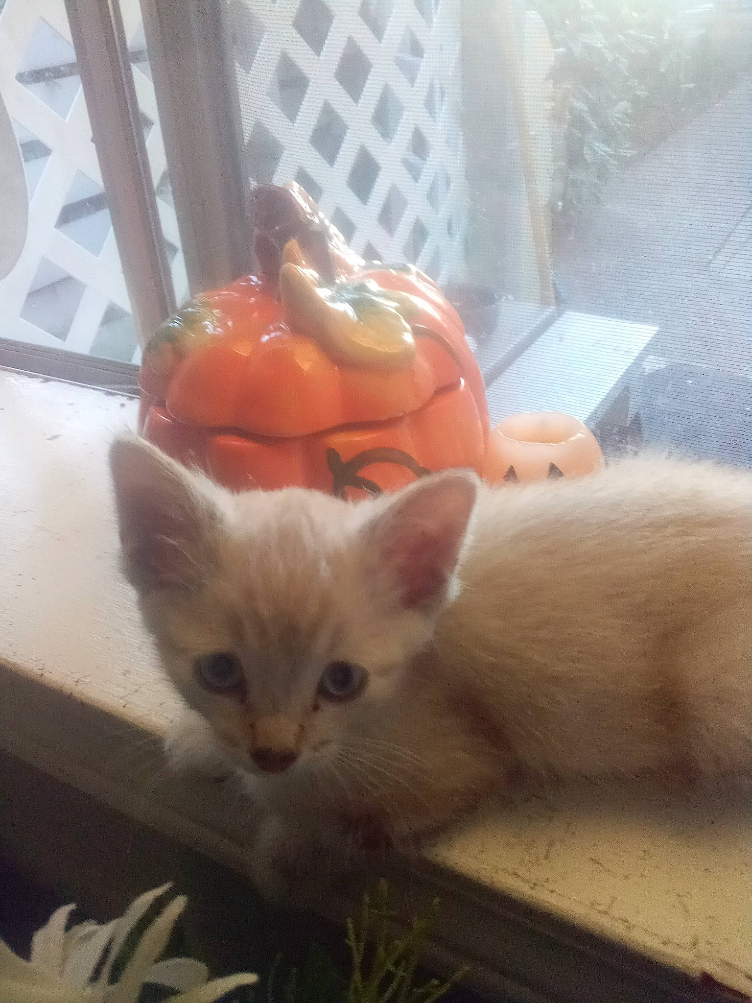 Shakara is registered to the contest to win money with this photo: carnivore, cat, claw, domestic_short_haired_cat, fawn, felidae, fur, paw, small_to_medium_sized_cats, snout, tail, terrestrial_animal, whiskers