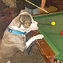 arm, brown_white_dog, carpet, collar, couch, cue_stick, dog, furniture, game, hand, hobby, indoor, leash, living_room, person_partial, pet, pool_ball, pool_table, recreation, table_edge