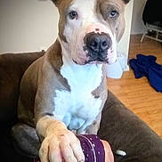 Romulus joined the competition — help win amazing prizes! brown_and_white_coat, claws, close_up, couch, dog, ears, eyes, face, friendly, handshake, hardwood_floor, indoor, living_room, nose, paw, person_arm, pet, pitbull, sitting, sofa