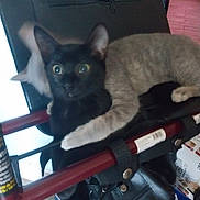 Angel Lynn Kelly is registered to the contest to win money with this photo: cat, kitten, black_cat, animal, pet, feline, green_eyes, pointed_ears, lying_down, sitting, curious, looking_at_camera, indoor, luggage, travel_bag, cart, red_frame, cluttered_background, household_objects, photograph