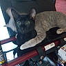cat, kitten, black_cat, animal, pet, feline, green_eyes, pointed_ears, lying_down, sitting, curious, looking_at_camera, indoor, luggage, travel_bag, cart, red_frame, cluttered_background, household_objects, photograph