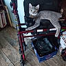cat, kitten, two_cats, gray_cat, black_cat, animal, pet, feline, sitting, lying_down, adorable, portrait, indoor, home, walker, mobility_aid, chair, bookshelf, wood_floor, bag