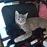 cat, kitten, gray_cat, animal, pet, feline, sitting, lounging, portrait, face, eyes, ears, whiskers, indoor, chair, folding_chair, walker, furniture, household, relaxed