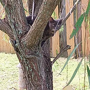 Baby Bee joined the competition — help win amazing prizes! cat, tree, backyard, wooden_fence, branches, gray_cat, animal, outdoor, nature, bird_feeder, curious, pet, wildlife, greenery, daylight, mammal, quiet, camouflage, feline, leaf