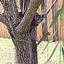 animal, backyard, bird_feeder, branches, camouflage, cat, curious, daylight, feline, gray_cat, greenery, leaf, mammal, nature, outdoor, pet, quiet, tree, wildlife, wooden_fence